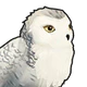 SnowyOwl.png