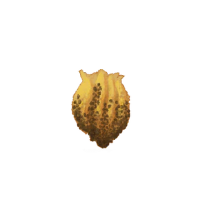 Beehive.png