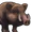 Boar