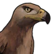 Eagle.png