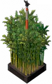 Bamboo Nursery