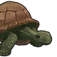 Tortoise.png