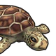 Turtle.png