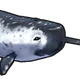 Narwhal.png